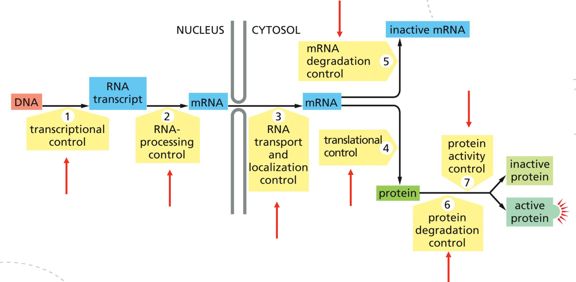 <p>Eukaryot genuttrykk kan reguleres på flere nivåer fra DNA til aktivt protein.</p><p><strong>1. Transcriptional control:</strong> regulerer om genet transkriberes og hvor mye RNA som lages. Involverer transcription factors, activators, repressors, cis-regulatory elements, promoter, Mediator, RNA polymerase II og chromatin.</p><p><strong>2. RNA-processing control:</strong> regulerer hvordan pre-mRNA modnes. Involverer 5’ capping, splicing, alternative splicing, 3’ cleavage/polyadenylation og RNA editing.</p><p><strong>3. RNA transport/localization control:</strong> regulerer eksport fra kjernen og hvor mRNA lokaliseres i cytosol. Involverer RNA-binding proteins, nuclear export, cytoskeleton transport og lokal translasjon.</p><p><strong>4. Translational control:</strong> regulerer hvor effektivt mRNA translateres til protein. Involverer translation initiation, 5’ cap-binding complex, eIF2 cycle, IRES, alternative start sites og miRNA.</p><p><strong>5. mRNA degradation control:</strong> regulerer mRNAets levetid. Involverer poly-A tail, 5’ cap, deadenylation, decapping, exonucleases, P-bodies og miRNA/Argonaute/RISC.</p><p><strong>6. Protein degradation control:</strong> regulerer hvor lenge proteinet overlever. Involverer ubiquitin, polyubiquitination, proteasome, phosphorylation og SCF-Cullin/F-box.</p><p><strong>7. Protein activity control:</strong> regulerer om proteinet er aktivt eller inaktivt. Involverer folding, chaperones, cofactors, phosphorylation, proteolytic processing, allosteric regulation og protein complexes.</p>