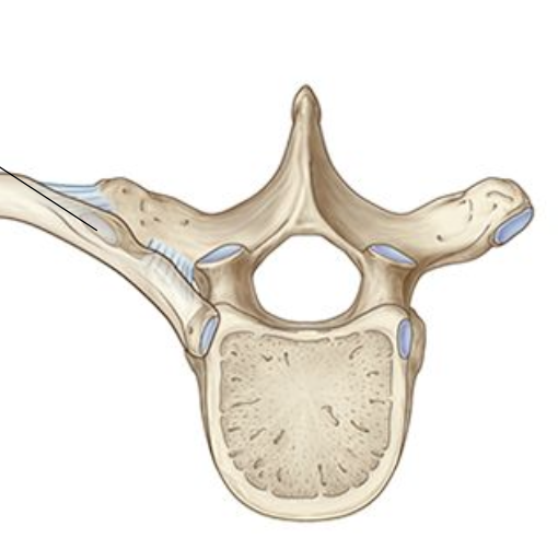 <p>The articular facet on the tubercle of the ribs articulates with the transverse process of the corresponding throacic vertebra<br>Classification: synovial plane joints</p>