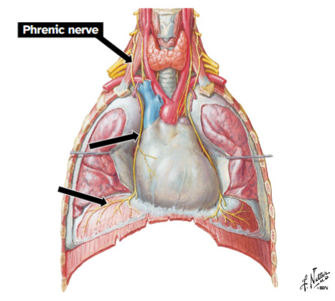 <p>Formation: VPR C3-C5</p><p>Course: Descends on anterior surface of anterior</p><p>scalene m., lateral to ascending cervical a.</p><p>Enters superior thoracic aperture</p><p>Courses along pericardium to the diaphragm</p><p>Function: Motor innervation to diaphragm, sensory innervation from parietal peritoneum in right upper quadrant of abdomen</p>
