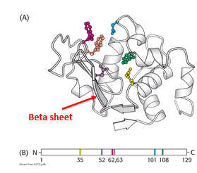 <p>3D surface created by amino acids from different parts of the primary structure</p>