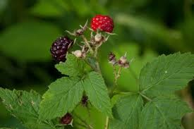 <p><span>Rubus occidentalis</span></p>