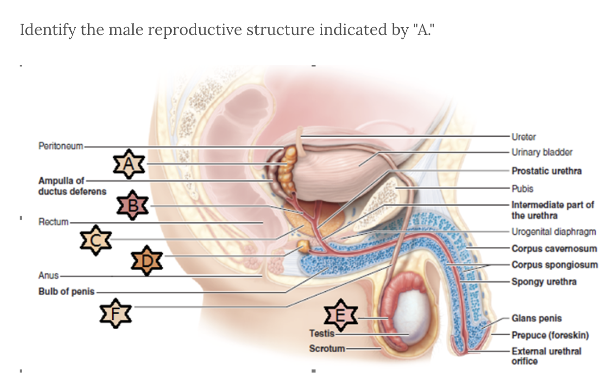 <p>Identify structure A</p>