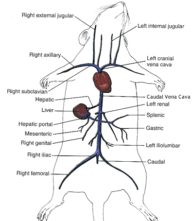 <p>Inferioir vena cava</p>