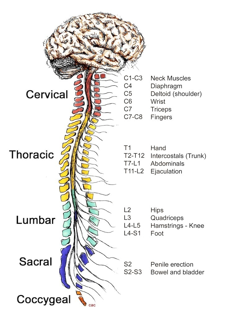 <p>31</p><p></p><ul><li><p>8 segments in the cervical</p></li><li><p>12 thoracic</p></li><li><p>5 lumbar</p></li><li><p>5 sacral</p></li><li><p>1 coccygeal</p></li></ul><p></p>