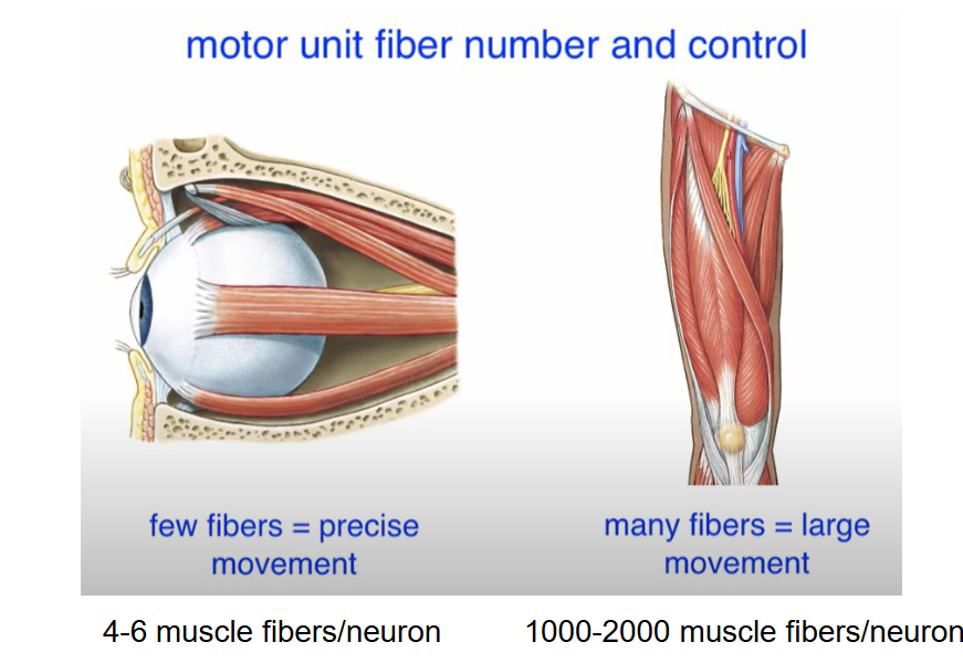 <p>precision of movements (smaller units = more precise movements)</p>