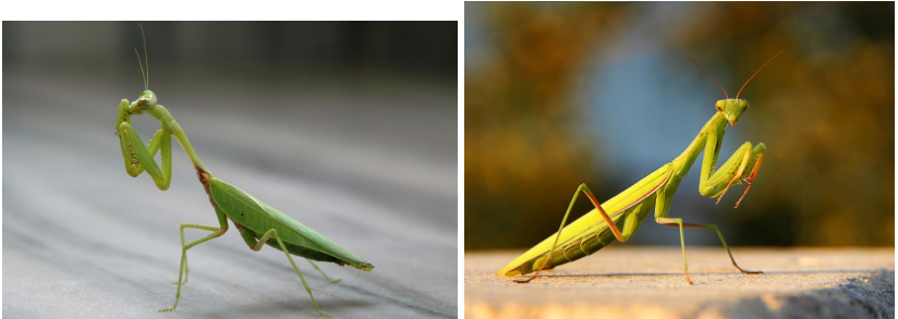 <p>What class are these bugs in?</p>