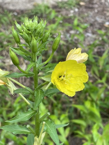 <p><em>Oenothera biennis </em>light preference </p>