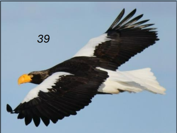 <p>huge eagle; unmistakably large yellow bill; dark with white leading wing, tail</p>