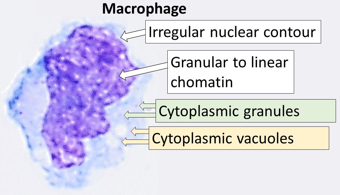 <p>Blob-like cells that engulf invading substances or organisms.</p>