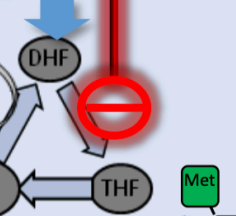 <p>is a competitive inhibitor of the enzyme <strong>dihydrofolate reductase (DHFR)</strong>, which is responsible for converting dihydrofolate (DHF) into tetrahydrofolate (THF). By blocking this specific step, the drug prevents the formation of the active form of folic acid needed for the synthesis of thymidine. B</p><p>ecause this occurs right after the step blocked by sulfonamides, the two drugs are often combined (e.g., Co-trimoxazole) to create a <strong>sequential blockade</strong> that is much more powerful than either drug alone. </p><p>a trait it shares with the chemotherapy drug <strong>Methotrexate</strong>.</p>