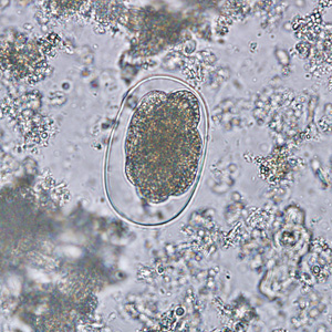 <ul><li><p>oval</p></li><li><p>colorless</p></li><li><p>thin-shelled</p></li><li><p>usually contains an embryo</p></li></ul><p></p>
