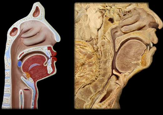<p><span>Palatine tonsil</span></p>