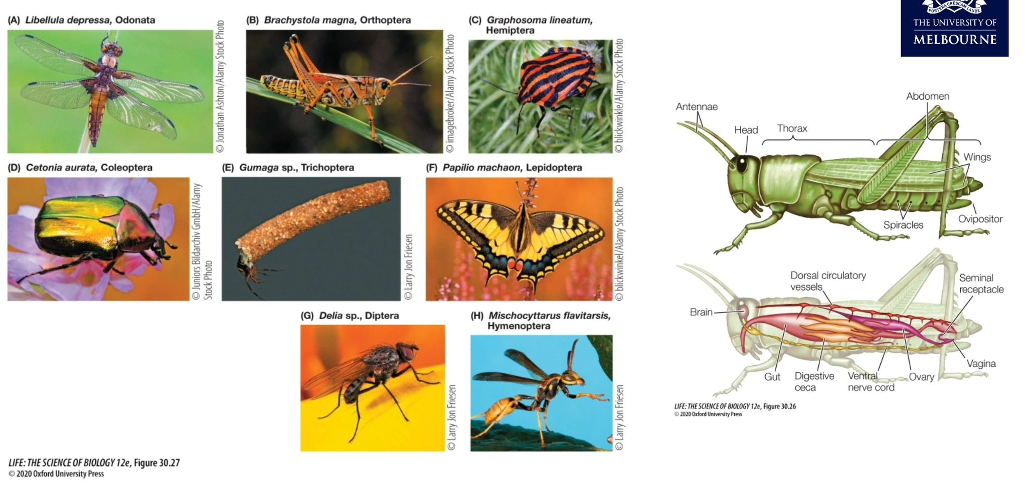 <ul><li><p>the generic insect body plan is a head, a thorax, and an abdomen with 3 pairs of limbs coming off the thorax, so that's 6 limbs in total. None coming off the abdomen, which is one of the things that differentiate them from other arthropods.</p></li><li><p>various versions of sensory antennae.spiracles for respiration</p></li><li><p>general body plan somehow has been adapted to create all these different types of insects, and you can see wings are used for different purposes on each of them e.g. everyday, migration, or hardly ever used</p></li><li><p> general body plan gives rise to so much variation.</p></li></ul><p></p>