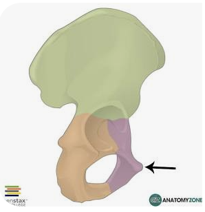 <p>Name the part in purple</p>