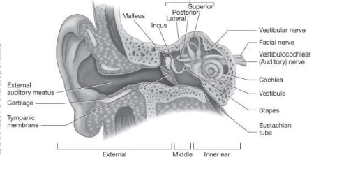 <ul><li><p>connects middle ear with pharynx</p></li><li><p>at horizontal angle in children under age 6 </p></li><li><p>at 45 degree angle in adults</p></li></ul><p></p>