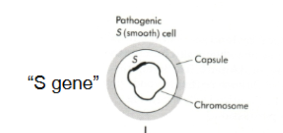 <p>What is significant about the capsule in the smooth cells</p>