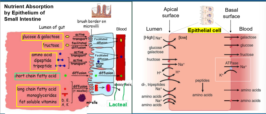 <p>Recognize and absorb various nutrients.</p>