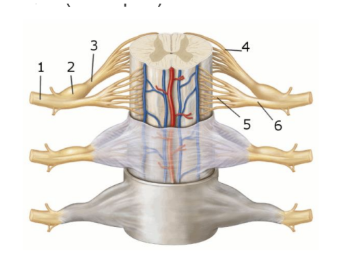 <p><span style="background-color: transparent; font-family: "Times New Roman", serif;"><strong>This figure shows an anterior view of the spinal cord and meninges. What structure does number 6 indicate?</strong></span></p><p><span style="background-color: transparent; font-family: "Times New Roman", serif;">Dorsal root </span></p><p><span style="background-color: transparent; font-family: "Times New Roman", serif;">Dorsal root ganglion </span></p><p><span style="background-color: transparent; font-family: "Times New Roman", serif;">Dorsal rootlets </span></p><p><span style="background-color: transparent; font-family: "Times New Roman", serif;">Ventral root </span></p><p><span style="background-color: transparent; font-family: "Times New Roman", serif;">Ventral rootlets<br></span></p>