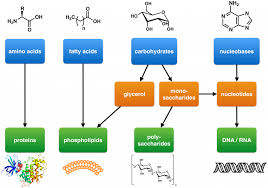 <p>Synthesis reactions generally use energy, which is then stored within the covalent bonds of the macromolecule. When hydrolysis occurs, this energy is released for the cell to use.</p>