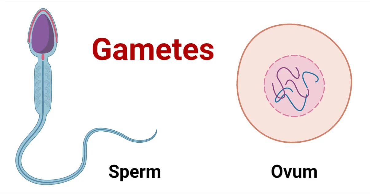 <p>Gamete</p>