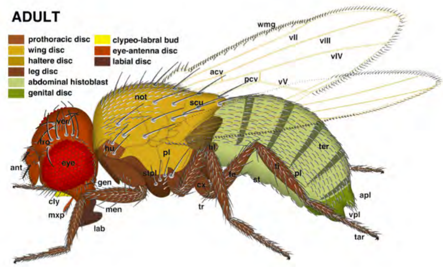 <p>Imaginal discs expand in the pupae while the rest of the body tissue is degraded.</p><p>The discs expand to fill out the body and the structures of the limbs, so it is from the pupa that the wing starts to develop.</p>