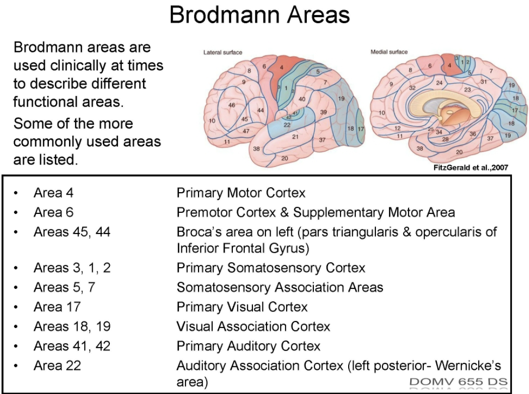 <ul><li><p>Structure and function of the cortex are heterogeneous, although it appears as homogenous sheets. </p></li><li><p>Structure (cytoarch.) differences are based on cortical thickness, width of individual layers, type, and number of cells per layer</p></li><li><p>Korbinian Bordmann described 47 cytoarch. ares in man. </p></li><li><p>Brodmann’s areas used to describe function ares of cortex —> stoke and functional imaging have validity in these associations. </p></li></ul><p></p>