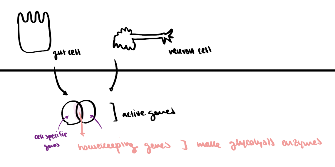 <ul><li><p>housekeeping genes = common active genes b/w different cells → make glycolysis enzymes</p></li></ul><p></p><ul><li><p>cell specific genes = genes specific to a cell </p></li></ul><p></p>