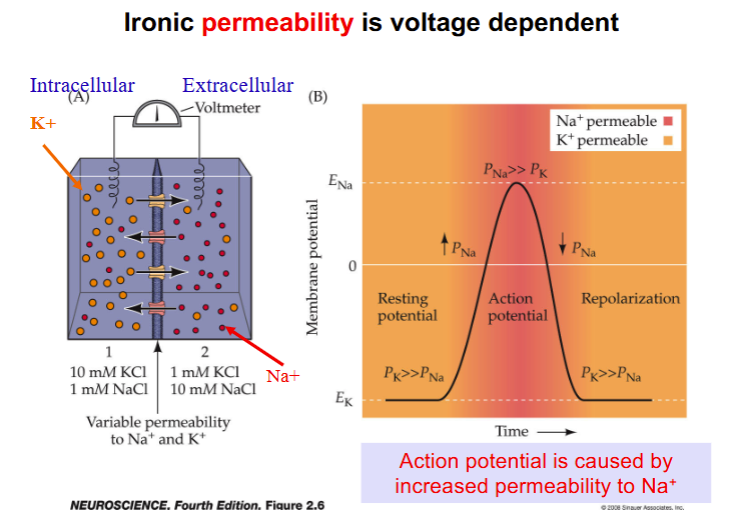 <p>voltage</p>