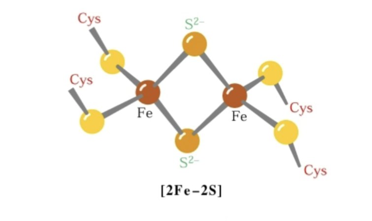 <p>Cofactor groups made of 2 Fe atoms coordinated by 2 inorganic S atoms, able to accept 1 electron at once via the direct reduction of a metal ion (Fe<sup>3+</sup>+ e<sup>-</sup> → Fe<sup>2+</sup>)</p>