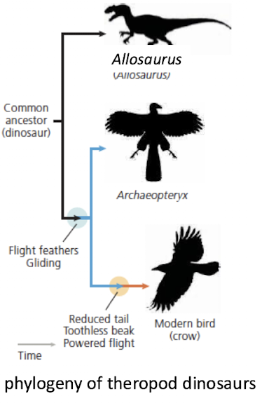 <p>A new fossil species is discovered.</p><p><strong>How could this fossil test the existing phylogenetic hypothesis?</strong></p>