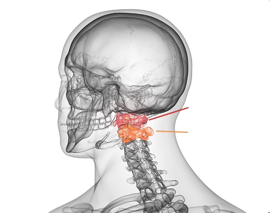 <p>What vertebra does the red label?</p>