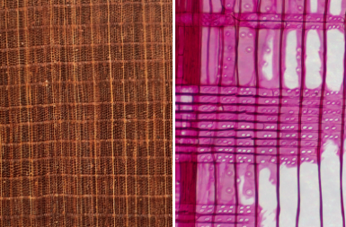 <p>Abrupt</p><p>Warm Brown</p><p>No odor</p><p>Taxodioid</p><p>Similar to western red cedar and incense cedar</p>