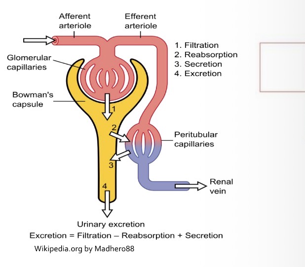 <p>Afferent arteriole enters and efferent arteriole exits.</p>
