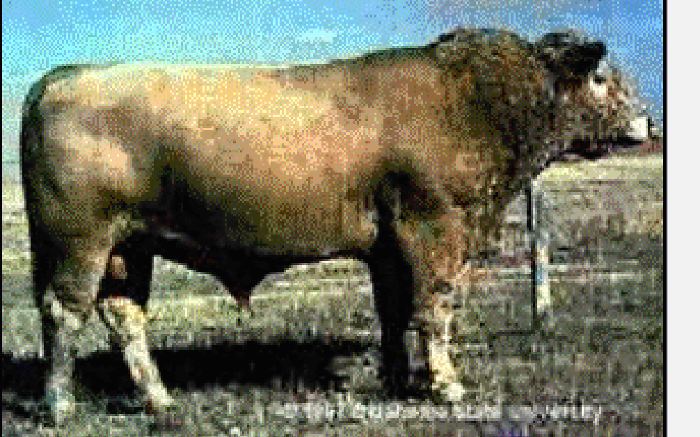 <p>what breed?</p>