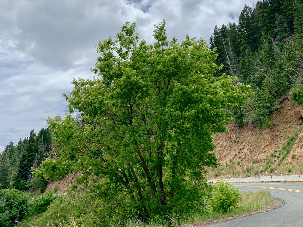 <p>Acer negundo, Boxelder, Sapindaceae</p>