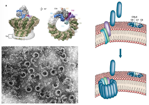 <p><strong><u>C5 convertase recruits C5-C9</u></strong></p><ul><li><p>proteins are recruited in a “circular” fashion hence forming pores in the membrane of the microbe</p></li></ul><p></p>