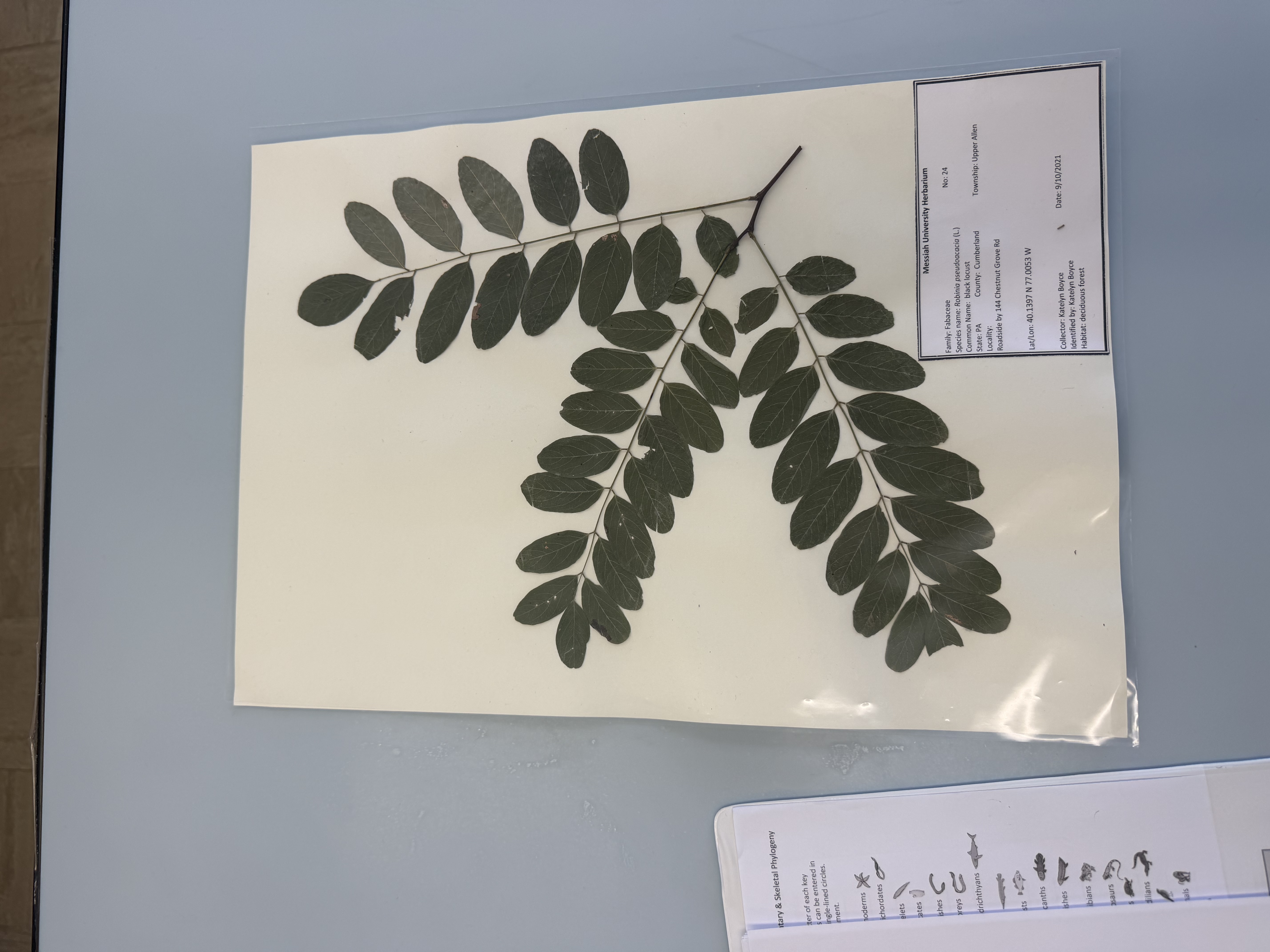 <p>robinia pseudoacacia</p>