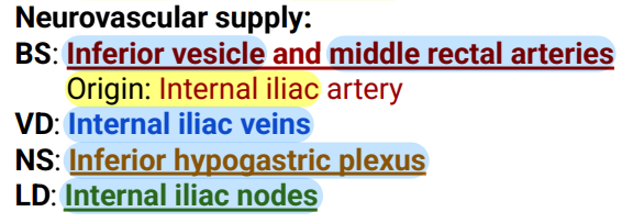 <p>Seminal Vesicle</p><p>Side Question:</p><p>These lie at the base of the bladder</p><p>Produces citric acid and acid phosphatase</p><p>Structure found medially: vas deferens</p><p>Structure found posteriorly: rectum</p><p>Structure found inferiorly: joins with vas deferens to form ejaculatory duct</p><p>NVS?</p>