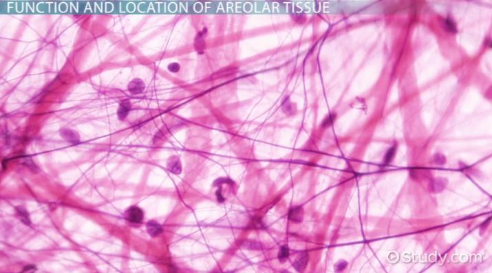 <p>gel liek padding that binds organs and supports epithelial</p>