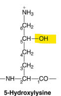 <p>-hydroxylated via lysyl hydroxylase </p><p>-effects: </p><ul><li><p>allows chromatin to go through transcription </p></li><li><p>help in the maturation of collagen </p></li></ul><p></p>