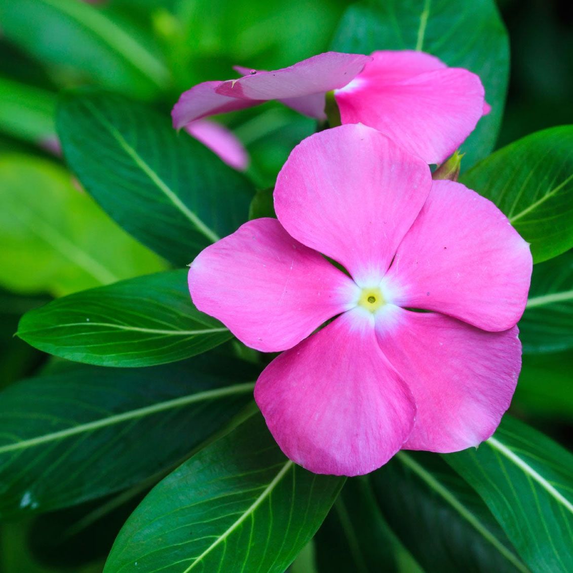 <p>Madagascar Periwinkle</p>