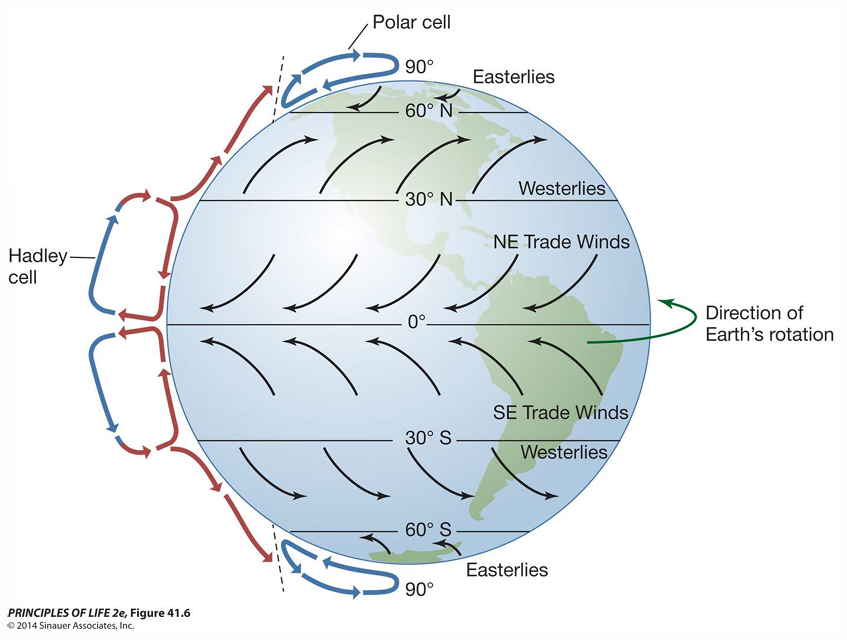 <p>explains patterns of prevailing surface winds</p><ul><li><p>earth rotates faster @ equator</p></li><li><p>air moves <strong>opposite</strong> direction of earth’s rotation</p><ul><li><p>explain wind patterns</p></li><li><p>explain how water moves</p></li></ul></li></ul><p></p>