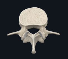 <p>Name the Group of this Type of Vertebra</p>