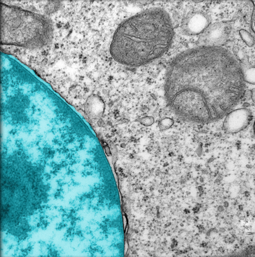<p>Nucleus </p>