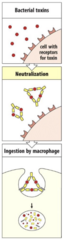 <p>antibodies bind directly to the toxin which block them from interacting with host receptors</p><p>neutralized toxin-antibody complex is recognized and ingested by a macrophage for degradation via phagocytosis</p>