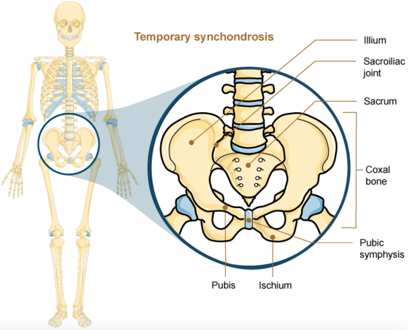 <p>Temporary Synchondrosis of Formation of Coxal bones </p>
