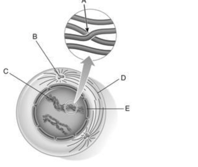 <p><span style="background-color: transparent; font-family: "Times New Roman", serif;">91. spindle microtubules</span></p>