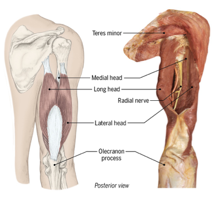 <p>triceps brachii makeup and movements</p>