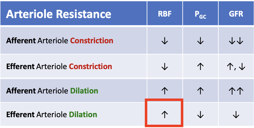 <p>RBF increases</p>