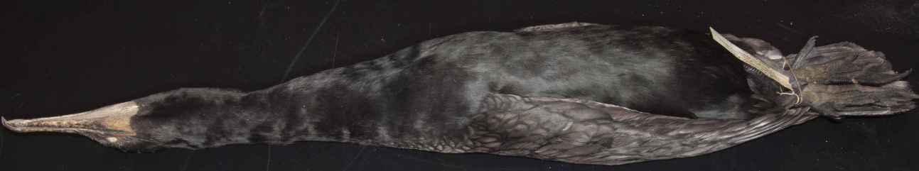 <p>Double-crested Cormorant</p>